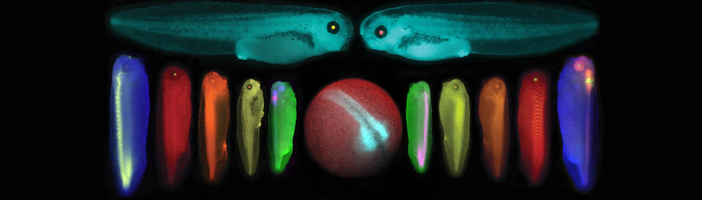Xenopus tropicalis tadpoles and egg expressing deferent Fluorescent proteins